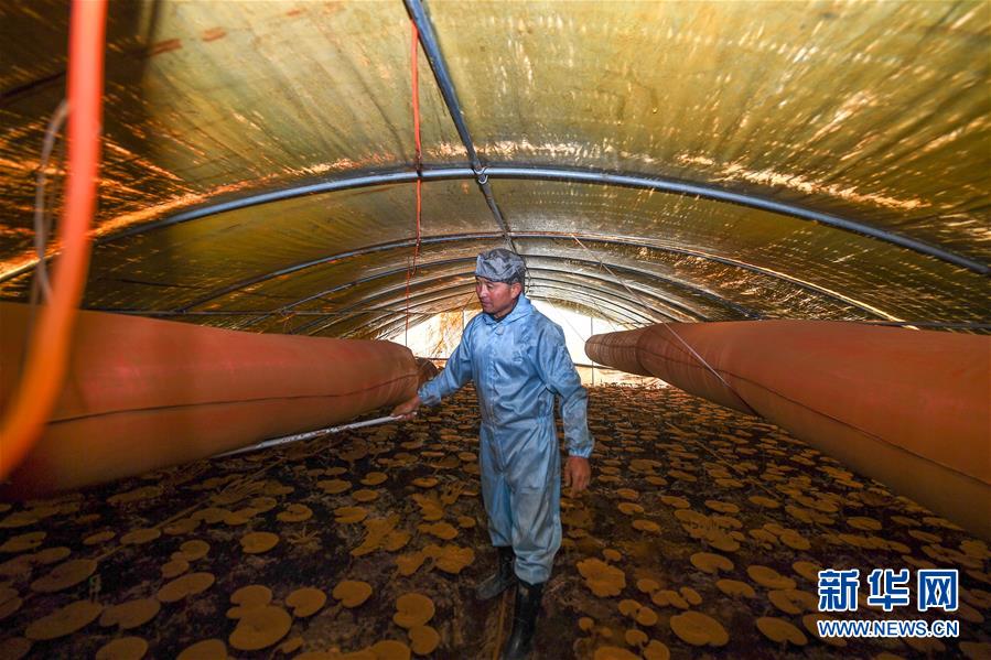 (決戰(zhàn)決勝脫貧攻堅(jiān)·圖文互動(dòng))(2)從“因殘致貧”到“帶頭脫貧”——吉林靖宇有這樣一位“脫貧英雄”