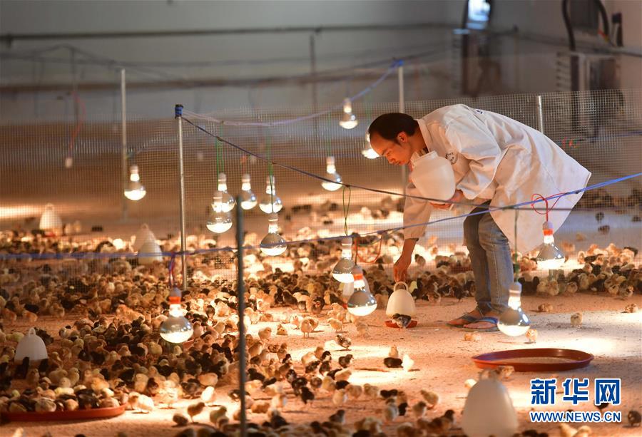 (新華全媒頭條·圖文互動(dòng))(9)決戰(zhàn)千山萬(wàn)弄間——廣西“極貧角落”最后攻堅(jiān)記