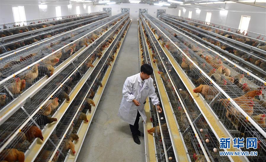 (新華全媒頭條·圖文互動(dòng))(10)決戰(zhàn)千山萬(wàn)弄間——廣西“極貧角落”最后攻堅(jiān)記