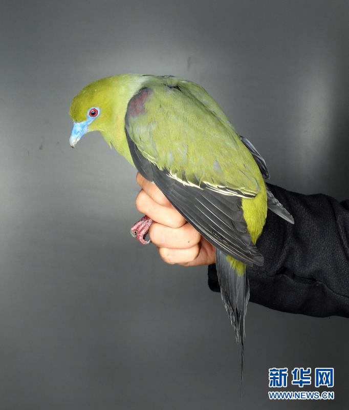 (圖文互動(dòng))(3)云南無(wú)量山發(fā)現(xiàn)白腹針尾綠鳩