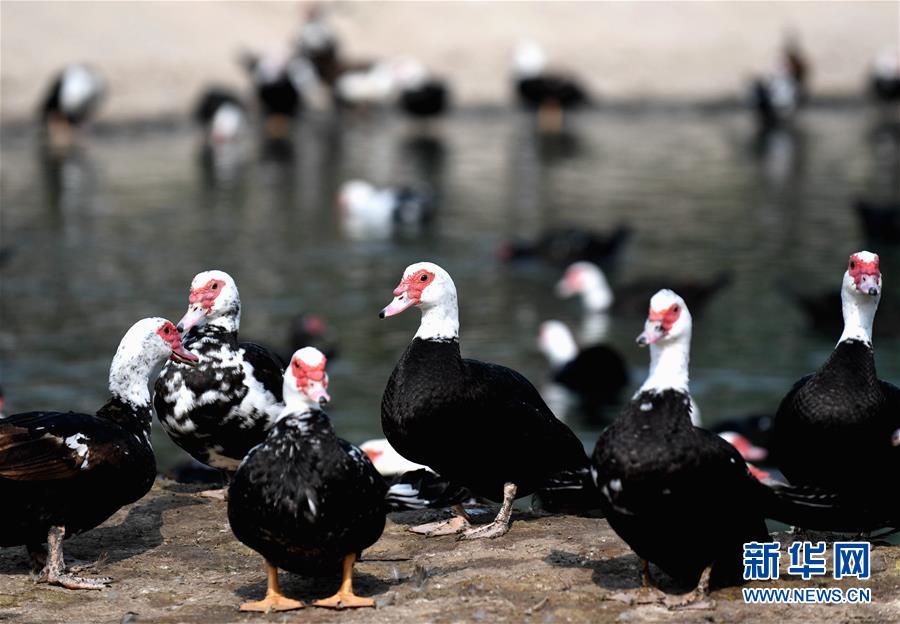 (決戰(zhàn)決勝脫貧攻堅(jiān)·圖文互動)(6)17代人追逐的夢想實(shí)現(xiàn)了——記冀南平原劉秋口村變遷