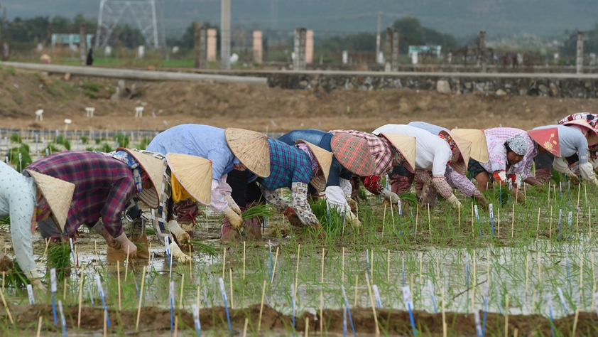海南農(nóng)墾:農(nóng)業(yè)“國家隊(duì)”打贏改革“翻身仗”