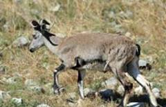 野生動(dòng)物是否該一"護(hù)"到底