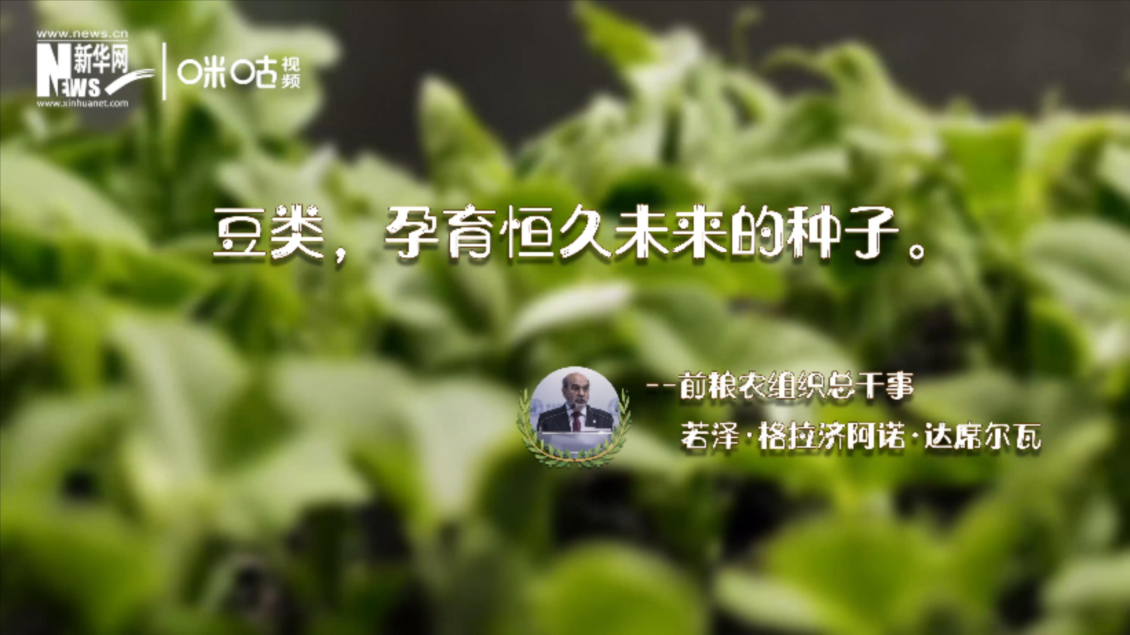 豆類，孕育恒久未來的種子