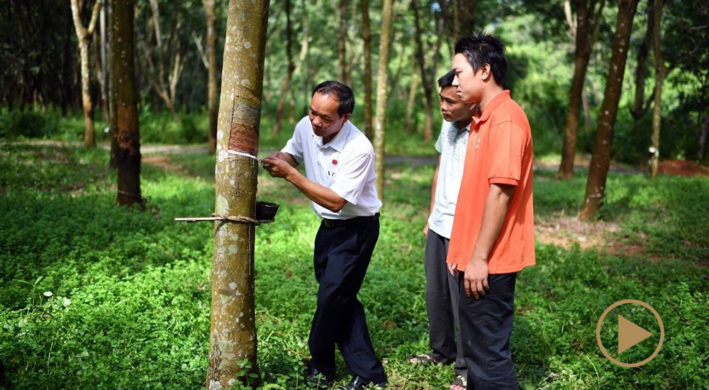 羊風(fēng)極和樹的&ldquo;膠&rdquo;情