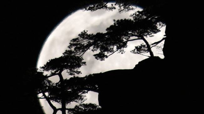 太驚艷！明月奇松 夢幻同框