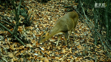 呆萌可愛！國家三有保護動物小麂現(xiàn)身重慶陰條嶺