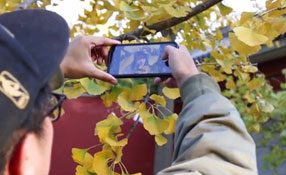 拯救你的拍照技術(shù)！五招用手機(jī)拍出唯美銀杏照