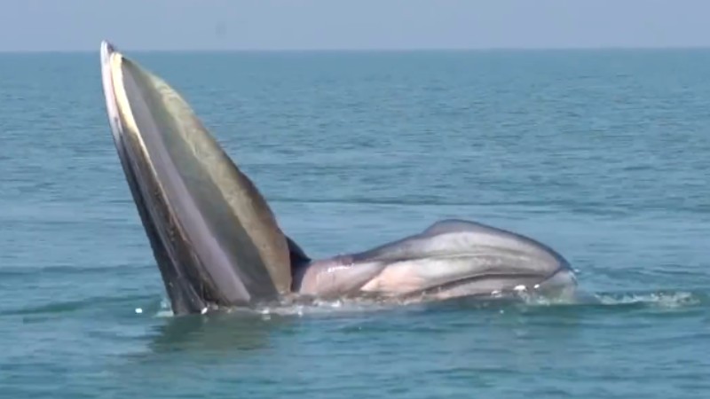 罕見！布氏鯨首次主動(dòng)靠近科研船