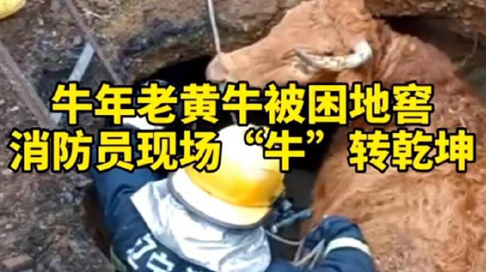 牛年老黃牛被困地窖，消防員現(xiàn)場“牛”轉乾坤！