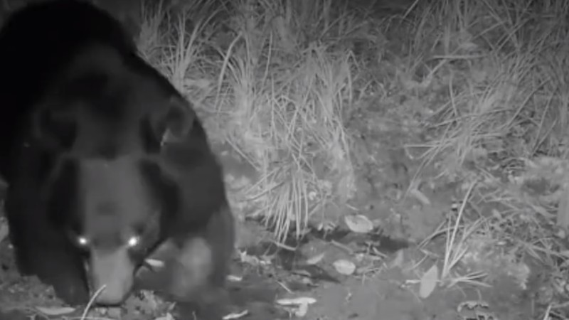 熊出沒！云南拍到黑熊喝水滾泥潭畫面