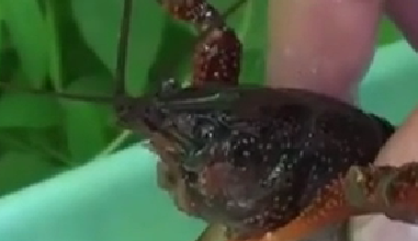 封殺！ 日本擬將小龍蝦指定為外來(lái)入侵物種