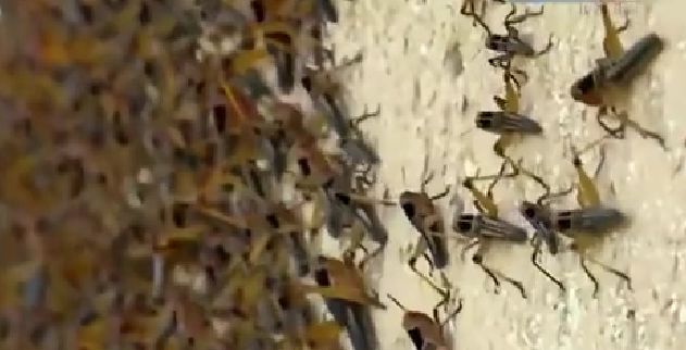 恐怖！ 漫天飛舞 俄邊疆區(qū)遭蝗蟲、瓢蟲侵襲