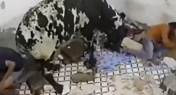 驚嚇！ 印度公牛打架沖進(jìn)屋子 男子奪門而出