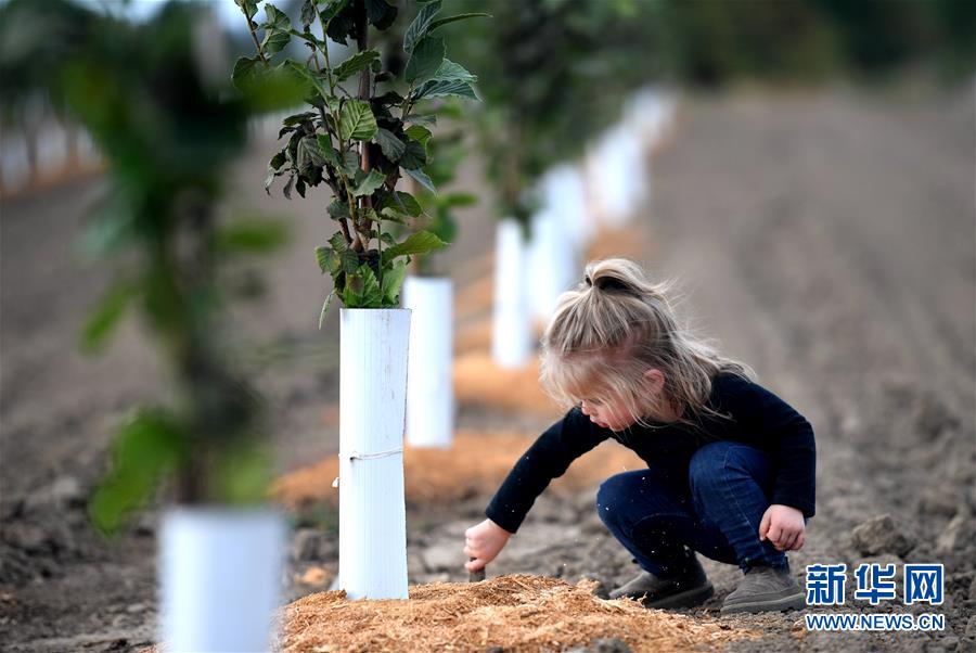 （國(guó)際&middot;圖文互動(dòng)）（10）&ldquo;這些樹寄托著我們對(duì)中國(guó)市場(chǎng)的信心&rdquo;&mdash;&mdash;探訪美俄勒岡州榛子果農(nóng)