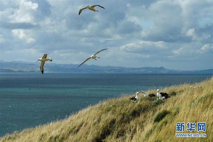 （國際&middot;圖文互動）（8）通訊：探訪新西蘭泰厄羅阿角信天翁之家