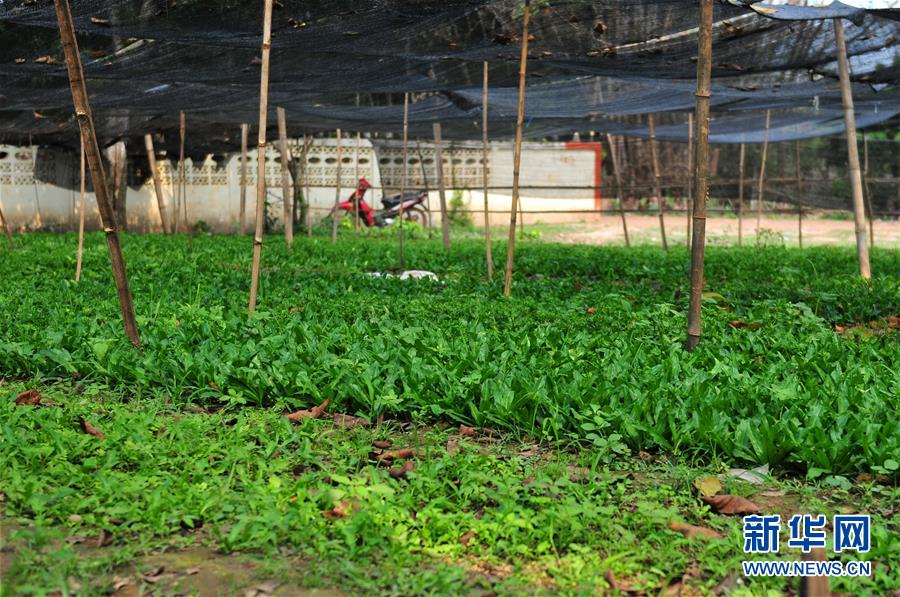 (國際·“一帶一路”高峰論壇·圖文互動)(3)蔬菜基地誕生記——中國技術讓老撾首都郊區(qū)農戶受益匪淺