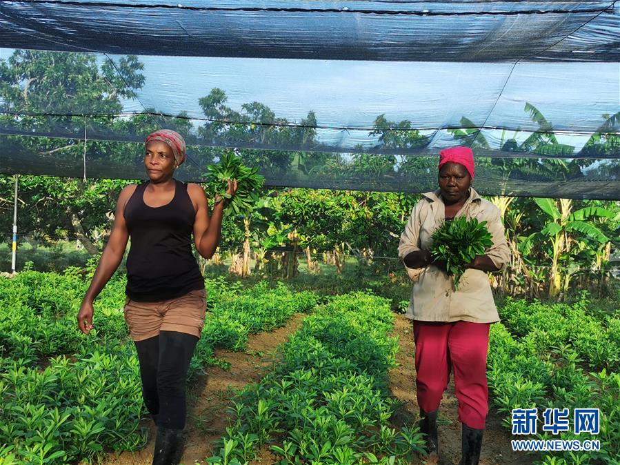 (國際·圖文互動)(1)通訊:“有機”已成古巴農(nóng)民生活方式