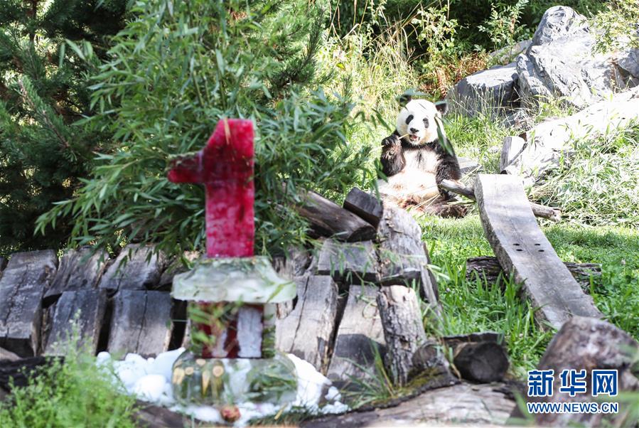(國際)(3)德國柏林動物園為大熊貓雙胞胎慶生