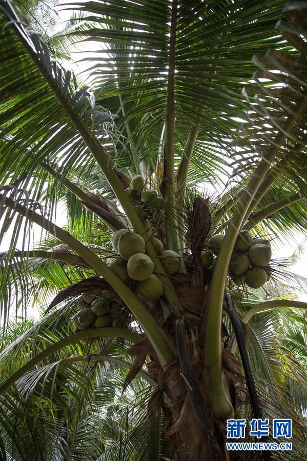 (第三屆進(jìn)博會(huì)·圖文互動(dòng))(6)通訊:椰香飄進(jìn)進(jìn)博會(huì) 市場(chǎng)開(kāi)放共繁榮——一名泰國(guó)椰商的心聲