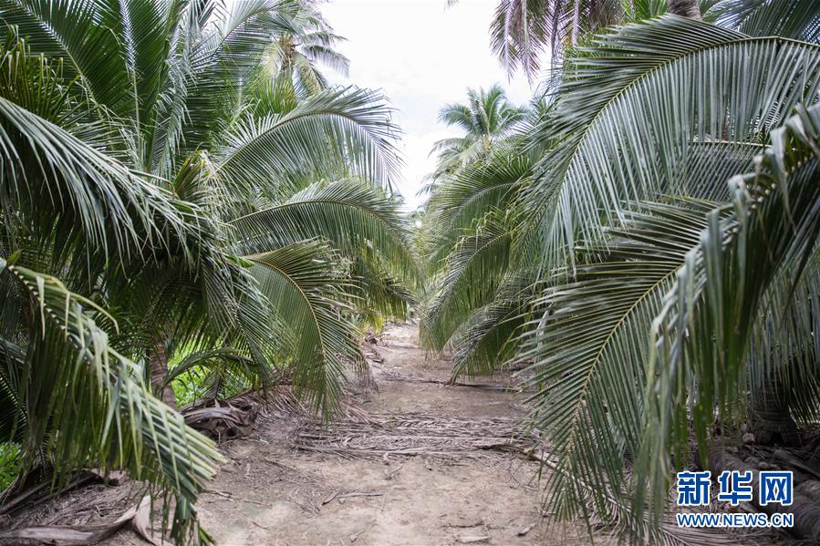 (第三屆進(jìn)博會(huì)·圖文互動(dòng))(7)通訊:椰香飄進(jìn)進(jìn)博會(huì) 市場(chǎng)開(kāi)放共繁榮——一名泰國(guó)椰商的心聲