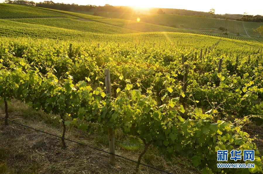 (第三屆進(jìn)博會(huì)·圖文互動(dòng))(1)專訪:進(jìn)博會(huì)是了解中國(guó)市場(chǎng)的好機(jī)會(huì)——訪澳大利亞諾瓦維塔葡萄酒集團(tuán)創(chuàng)始人卡臣