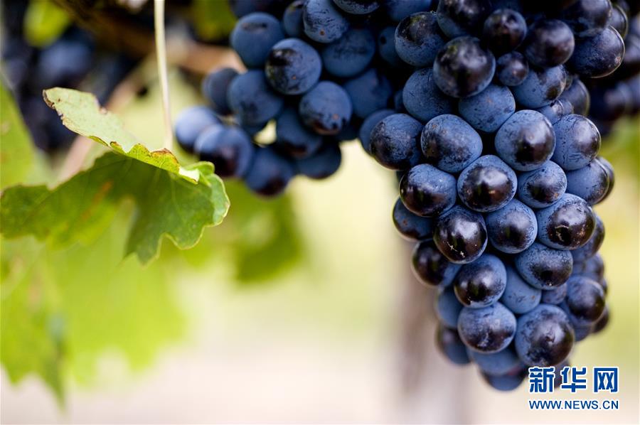 (第三屆進(jìn)博會(huì)·圖文互動(dòng))(4)專訪:進(jìn)博會(huì)是了解中國(guó)市場(chǎng)的好機(jī)會(huì)——訪澳大利亞諾瓦維塔葡萄酒集團(tuán)創(chuàng)始人卡臣