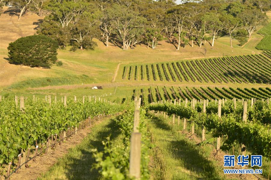 (第三屆進(jìn)博會(huì)·圖文互動(dòng))(5)專訪:進(jìn)博會(huì)是了解中國(guó)市場(chǎng)的好機(jī)會(huì)——訪澳大利亞諾瓦維塔葡萄酒集團(tuán)創(chuàng)始人卡臣