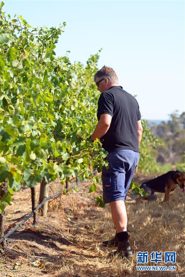 (第三屆進(jìn)博會(huì)·圖文互動(dòng))(8)專訪:進(jìn)博會(huì)是了解中國(guó)市場(chǎng)的好機(jī)會(huì)——訪澳大利亞諾瓦維塔葡萄酒集團(tuán)創(chuàng)始人卡臣