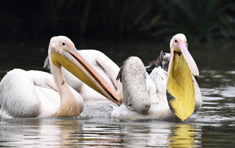 白鵜鶘&ldquo;作客&rdquo;?？? />  
<div>白鵜鶘“作客”?？?/div>
</a>
<a href=