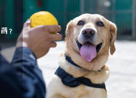 為了&ldquo;破冰&rdquo;，它們英勇無畏！